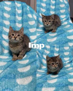 Rescue Domestic Short Hair Cats for Adoption in Saint James, Missouri - Imp | PetCurious