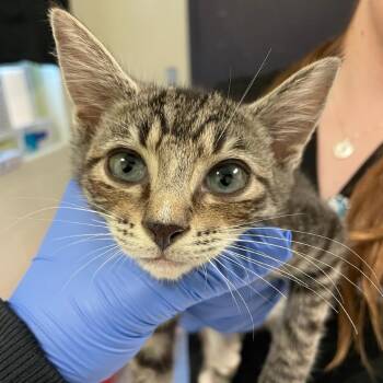 Pickle Juice -  Domestic Short Hair Cat for Adoption in Charlottesville, Virginia - Pickle Juice | PetCurious