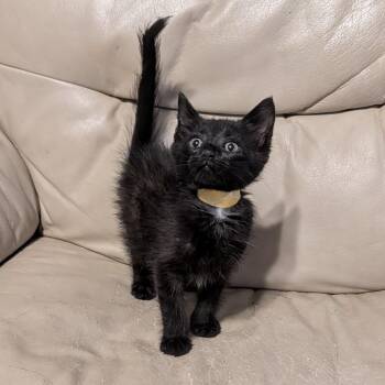 Jax (yellow ribbon) -  Domestic Short Hair Cat for Adoption in Portage, Michigan - Jax (yellow Ribbon) | PetCurious