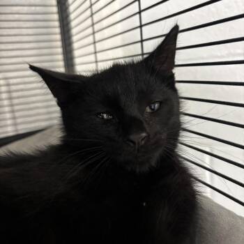 Des -  Domestic Short Hair Cat for Adoption in Hampton Bays, New York - Des | PetCurious
