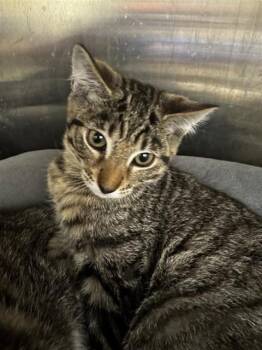 BELIZE -  Domestic Short Hair Cat for Adoption in Fremont, California - BELIZE | PetCurious