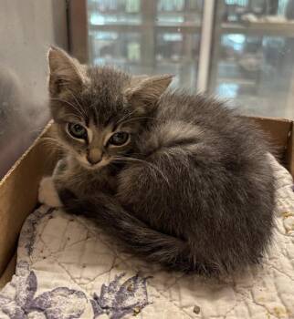 Rescue Domestic Short Hair Cats for Adoption in Baytown, Texas - LALA | PetCurious