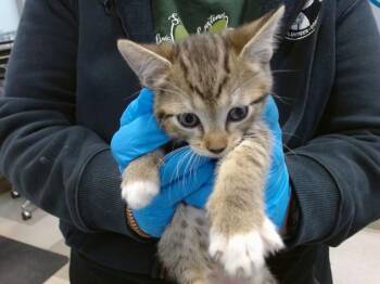Domestic Short Hair Cats Available for Adoption in Oklahoma City, Oklahoma - A474146 | PetCurious