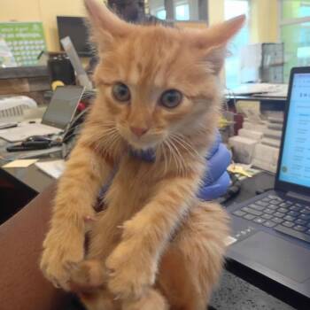 Haumea -  Domestic Short Hair Cat for Adoption in Lynchburg, Virginia - Haumea | PetCurious