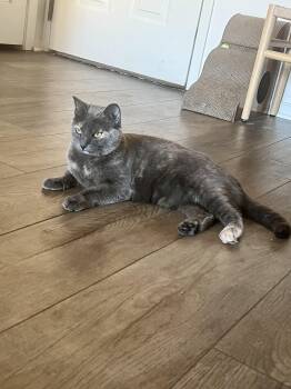 Rescue Dilute Tortoiseshell and Domestic Short Hair Cats for Adoption in San Jose, California - Sol (social / Talkative / Affectionate) | PetCurious