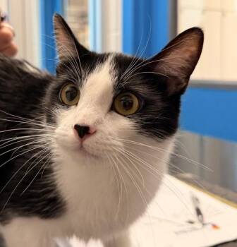 Miss Kitty -  Domestic Short Hair Cat for Adoption in Golden, Colorado - Miss Kitty | PetCurious