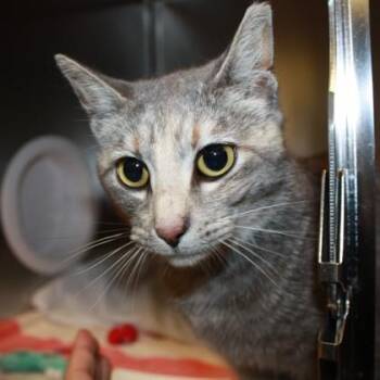 Domestic Short Hair Cats Available for Adoption in Richmond, Virginia - Paige | PetCurious