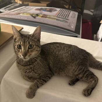 Buddy -  Domestic Short Hair Cat for Adoption in Abbotsford, British Columbia - Buddy | PetCurious