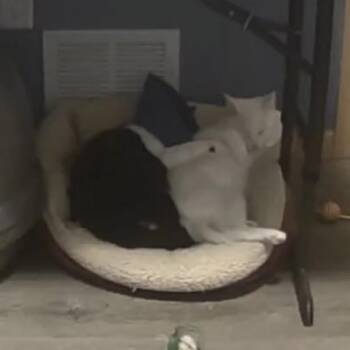 Domestic Short Hair Cats Available for Adoption in Saint Francis, Minnesota - Blitzer & Arthur  | PetCurious