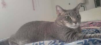 Lola 4 -  Domestic Short Hair Cat for Adoption in Tucson, Arizona - Lola 4 | PetCurious