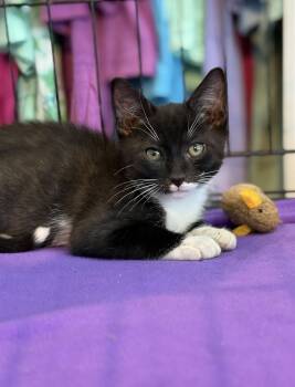 Rescue Domestic Short Hair Cats for Adoption in Statesboro, Georgia - Marshmallow | PetCurious