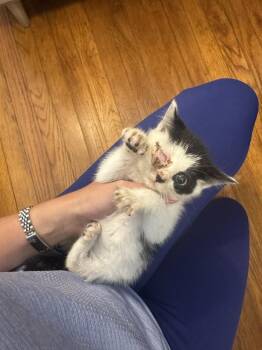 Egg -  Domestic Short Hair Cat for Adoption in Emerald Isle, North Carolina - Egg | PetCurious