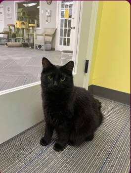 Rescue Domestic Short Hair Cats for Adoption - Mcdoodle | PetCurious