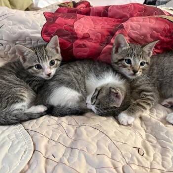 Tornado -  Domestic Short Hair Cat for Adoption in Philadelphia, Pennsylvania - Tornado | PetCurious