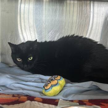 Jill -  Domestic Short Hair Cat for Adoption in Asheville, North Carolina - Jill | PetCurious