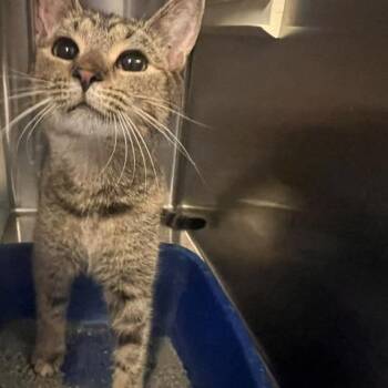 Jackie -  Domestic Short Hair Cat for Adoption in Knoxville, Tennessee - Jackie | PetCurious
