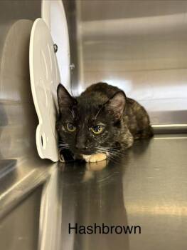 Domestic Short Hair Cats Available for Adoption - Hashbrown | PetCurious