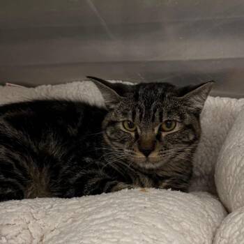 Cappuccino -  Domestic Short Hair Cat for Adoption in Salt Lake City, Utah - Cappuccino | PetCurious