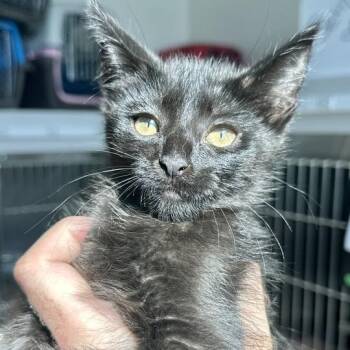 Gretchen -  Domestic Short Hair Cat for Adoption in Matteson, Illinois - Gretchen | PetCurious