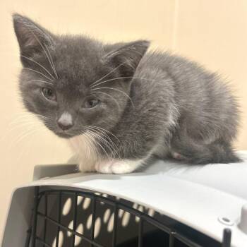 Sylvia -  Domestic Short Hair Cat for Adoption in Cumming, Georgia - Sylvia | PetCurious