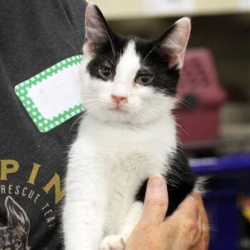 Rescue Domestic Short Hair Cats for Adoption in Fairfax, Virginia - Katla | PetCurious