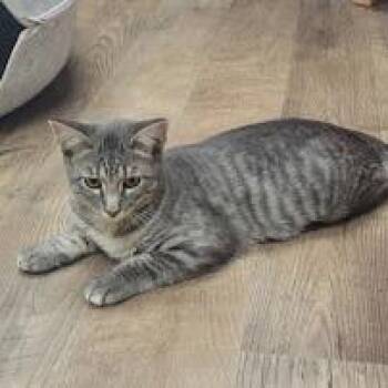 River -  Domestic Short Hair Cat for Adoption in Grand Island, Nebraska - River | PetCurious