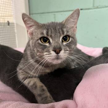 Domestic Short Hair Cats Available for Adoption - Laraine | PetCurious