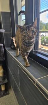 Mazikeen -  Domestic Short Hair Cat for Adoption in Daphne, Alabama - Mazikeen | PetCurious
