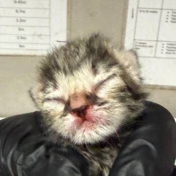 Amanda -  Domestic Short Hair Cat for Adoption in Yuma, Arizona - Amanda | PetCurious