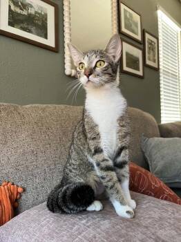 Jenny -  Domestic Short Hair Cat for Adoption in Sedalia, Colorado - Jenny | PetCurious