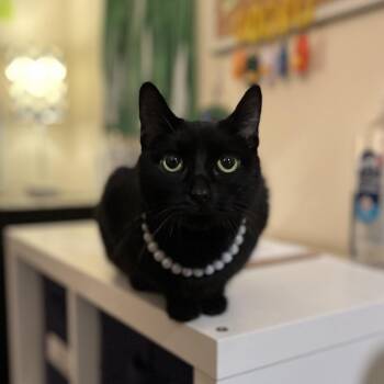 Domestic Short Hair Cats Available for Adoption in Roanoke, Virginia - Harmony | PetCurious