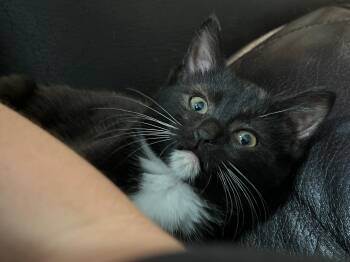 Rescue Domestic Short Hair and Tuxedo Cats for Adoption in Lemont, Illinois - Serafina | PetCurious