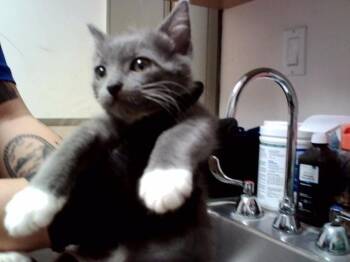 TAQUITO -  Domestic Short Hair Cat for Adoption in Martinez, California - TAQUITO | PetCurious