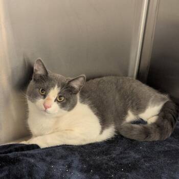 Domestic Short Hair Cats Available for Adoption - Korsak | PetCurious