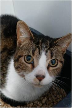 American Shorthair Cats Available for Adoption - Kee Wee | PetCurious