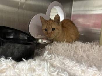 Dawn Dish Soap (E24) -  Domestic Short Hair Cat for Adoption in Lafayette, Indiana - Dawn Dish Soap (E24) | PetCurious