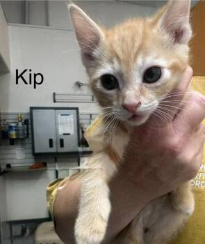 Domestic Short Hair Cats Available for Adoption in St. George, Utah - Kip | PetCurious