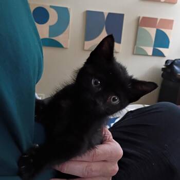 Chaos -  Domestic Short Hair Cat for Adoption in Arnold, Missouri - Chaos | PetCurious