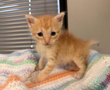 Amber -  Domestic Short Hair and Tabby Cat for Adoption in Batesville, Arkansas - Amber | PetCurious