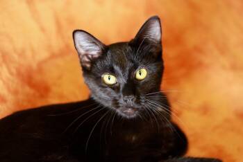 Rickie -  Domestic Short Hair Cat for Adoption in Skyline, Minnesota - Rickie | PetCurious