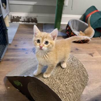 Peaches -  Domestic Short Hair Cat Available for Adoption in Seneca, South Carolina - Peaches | PetCurious