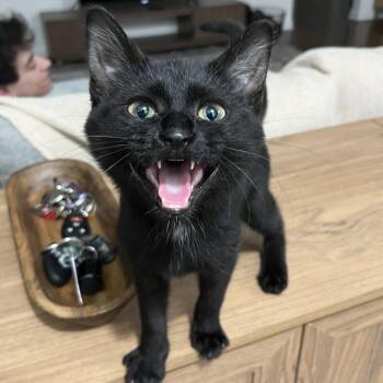 Rescue Domestic Short Hair Cats for Adoption in Lemont, Illinois - Grim | PetCurious