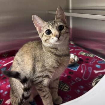 Nila 29901 -  Domestic Short Hair Cat for Adoption in Middleburg, Florida - Nila 29901 | PetCurious