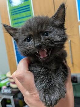 Heath -  Domestic Medium Hair and Domestic Short Hair Cat for Adoption in Missoula, Montana - Heath | PetCurious