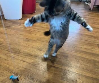 My Bon Jovi w/video -  Tabby Cat for Adoption in Eagle Point, Oregon - My Bon Jovi W/video | PetCurious