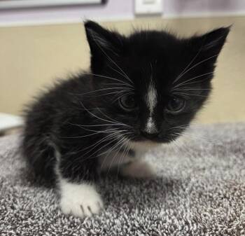 Harper -  Domestic Short Hair Cat for Adoption in Vancouver, Washington - Harper | PetCurious