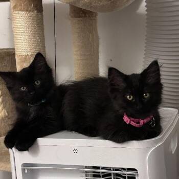 Silhouette & Scadu (Bonded Pair) -  Domestic Long Hair Cat for Adoption in Lake Orion, Michigan - Silhouette & Scadu (Bonded Pair) | PetCurious
