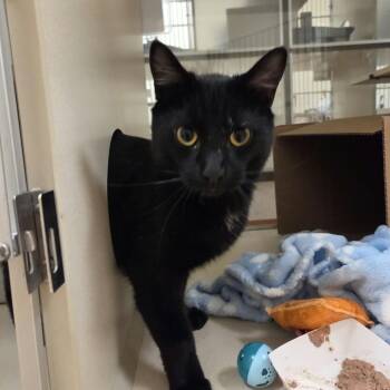 Norman -  Domestic Short Hair Cat for Adoption in Ballston Spa, New York - Norman | PetCurious
