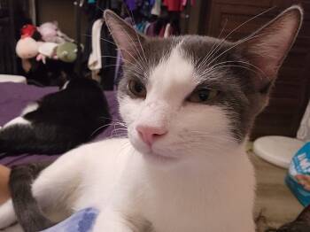 Rescue Domestic Short Hair Cats for Adoption in San Antonio, Texas - Mallow | PetCurious