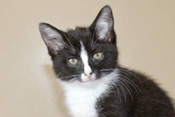 HURRICANE -  Domestic Medium Hair and Tuxedo Cat for Adoption in Brazil, Indiana - HURRICANE | PetCurious
